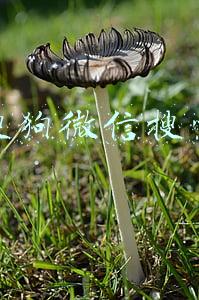 搜狗微信搜索