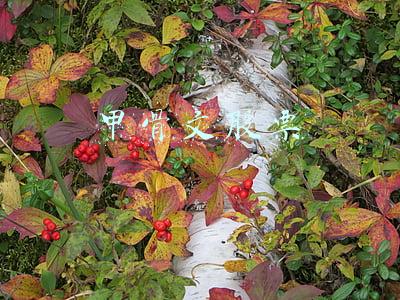 阿里股票(阿里巴巴股票通过大宗交易以每股82.467港元成交104万股)