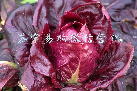苏宁易购微信营销