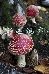 楼宇电视广告媒体的优势(触拓智能楼宇广告终端有哪些优势)