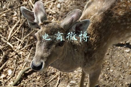 电商微博