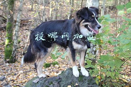 投哪网加盟