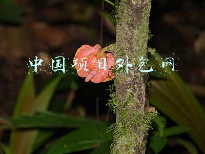 软件外包项目网(软件开发，他在一品威客网遇到比驻场更有效的外包方式)