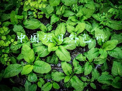 开发项目外包(外包都是坑？大厂外包要去吗？)