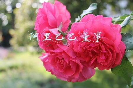 阿里巴巴董事 阿里巴巴董事