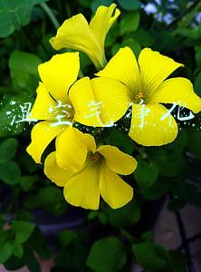 加湿空气净化器