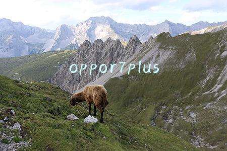 oppor7plus