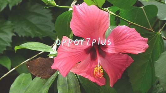 oppor7plus