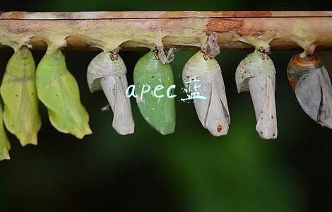 apec蓝给我们的启示(转方式调结构 期待“APEC蓝”常态化)