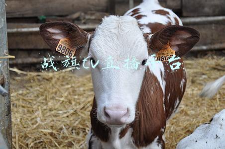 战旗tv直播平台