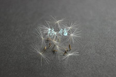 陈镭