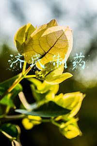 济民制药