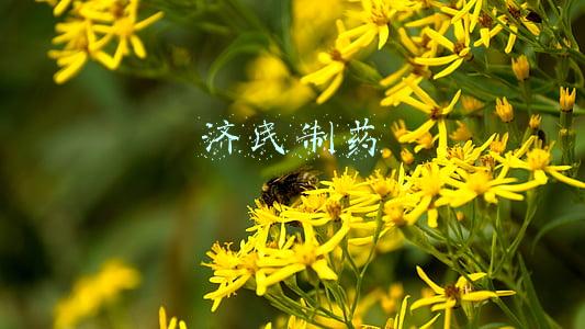 济民制药