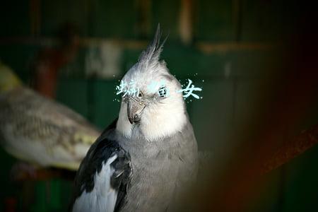 蝙蝠女侠第三季(全网最全追剧日历：1月19日 - 欧美剧日历)