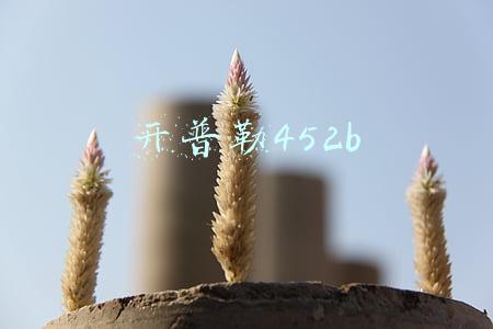 开普勒452b 开普勒452b