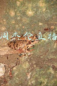 周杰伦直播