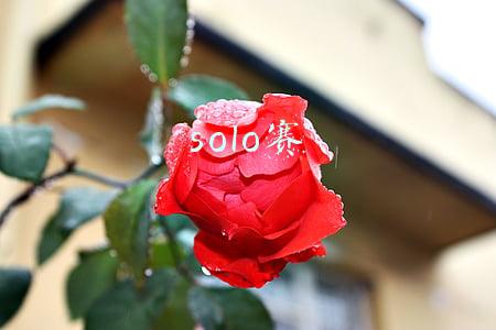 solo赛