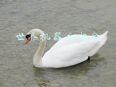 世界机器人大会