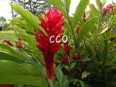CCO