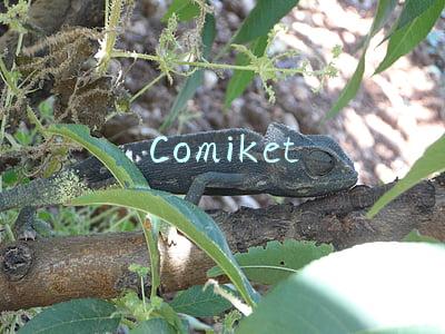 Comiket