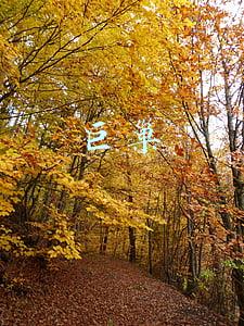 巨巢