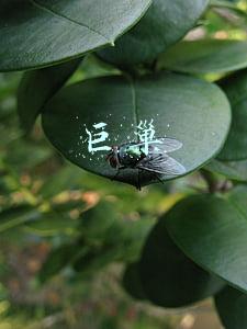 巨巢