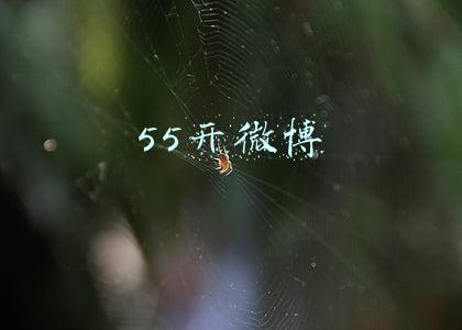 55开微博