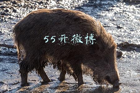 55开微博