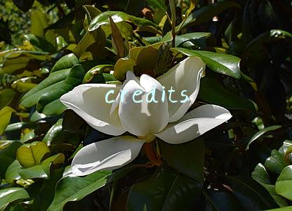 credits