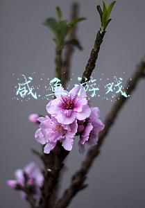 咸鱼游戏