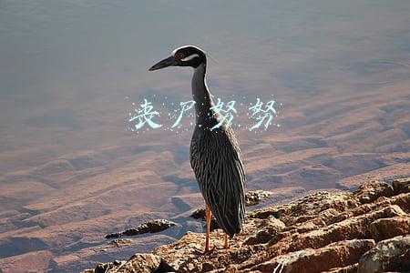 丧尸努努