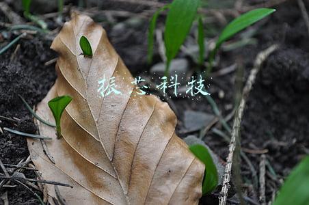 振芯科技