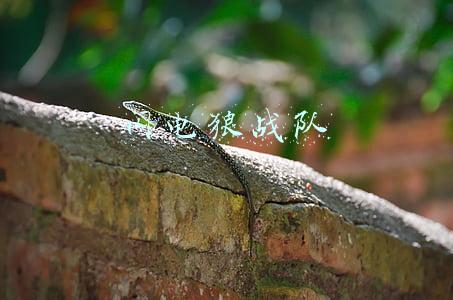 闪电狼战队