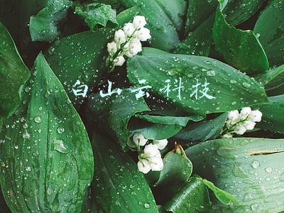 白山云科技