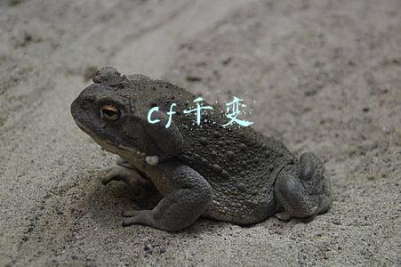 cf千变轮回最新版(CF“千变轮回”活动上线  英雄武器任你抽)