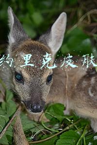 约里克皮肤