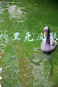 约里克皮肤