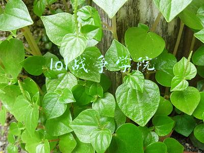 lol战争学院