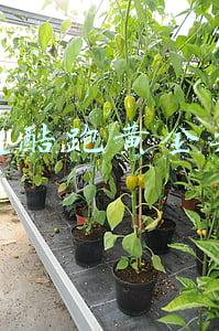 天天酷跑黄金奖池