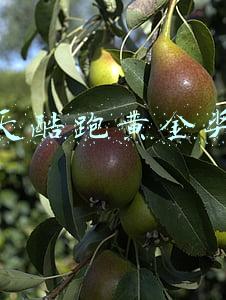 天天酷跑黄金奖池