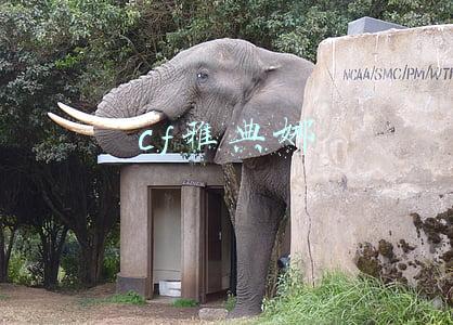 cf雅典娜