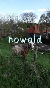 howold