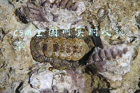 csm全国网实时收视率