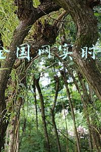 csm全国网实时收视率