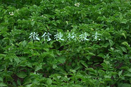 微信搜狗搜索
