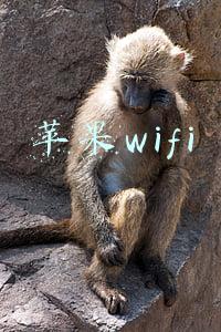 苹果wifi