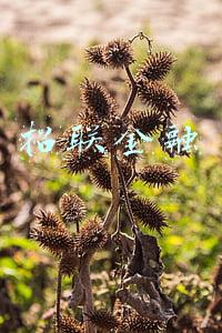 招联金融 招联金融