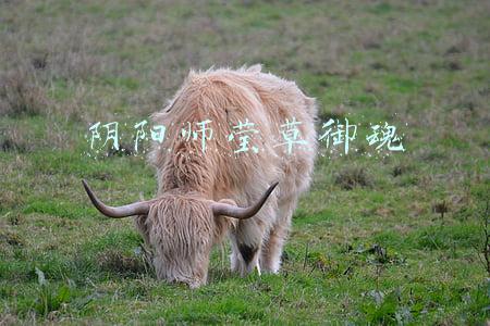 阴阳师莹草御魂