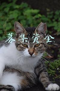 募集资金