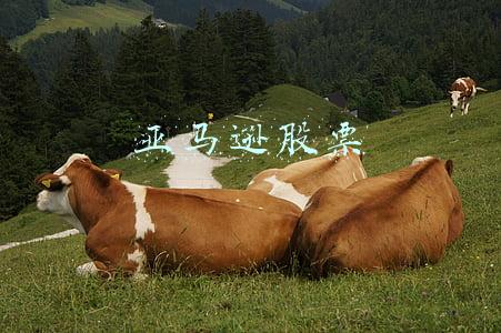 亚马逊股票行情(为什么亚马逊的股票即将变得更实惠)